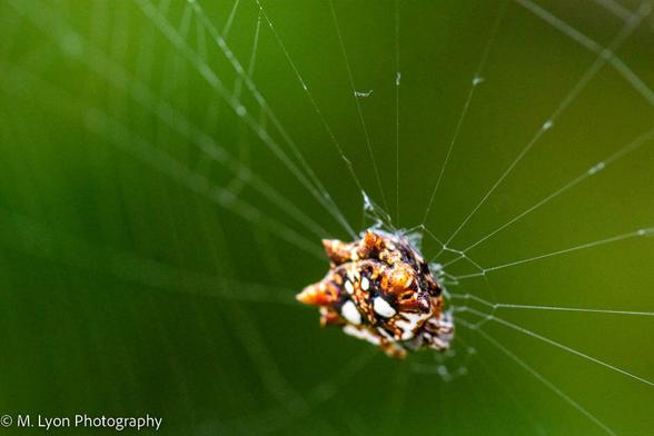 Photograph of a Spiny Orb Weaver Spider on a spiderweb.