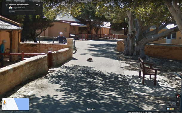 Screenshot of a quokka on Google Maps Streetview on Thomson Bay Settlement, Rottnest Island, Western Australia. A lot of trees with thick trunks to the right provide a lot of shade along a concrete path leading to houses in the background, which the quokka is crossing leftwards on, with old stone houses coloured beige to the left. Two elderly people with blurred-out faces are also present.
