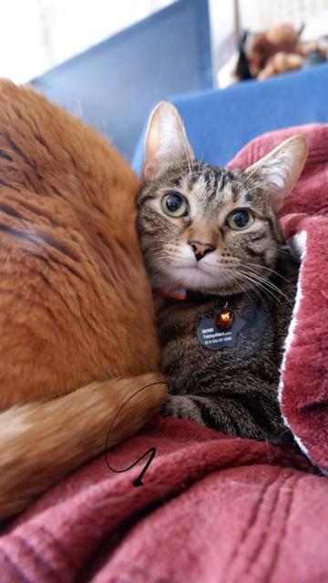 A torby cat poke her head out of her orange cuddle buddy.