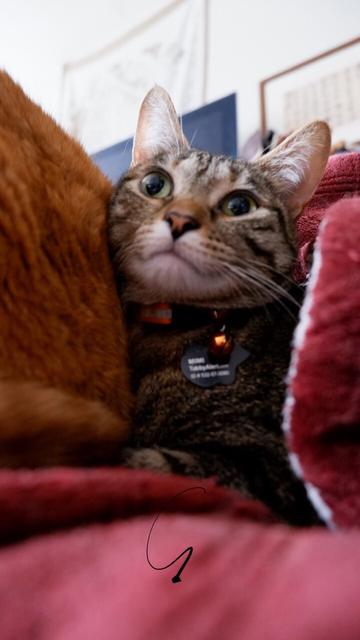 A torby cat poke her head out of her orange cuddle buddy but with a more tilted angle