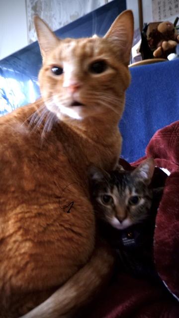 The orange cat raises his head to look at the camera! But he moved so fast he’s an orange blur