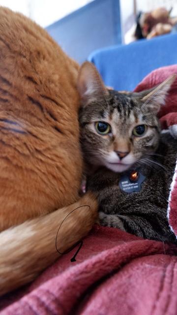 A torby cat poke her head out of her orange cuddle buddy with a restful look