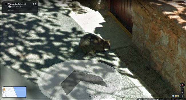 Closer photo of the aforementioned quokka outside that house's brown gate and looking back up at the Google Maps StreetView van. A huge arrow generated by Google Maps is pointing back up the path.