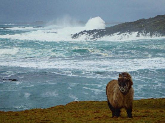 Picture shows a small grey Shetland pony standing in front of a stormy sea with large turquoise waves and white spray splashing