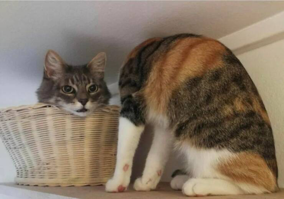 Cat in a basket with just its head sticking out next to another cat with its head turned totally away, giving the impression that it’s just one er “separated” cat.