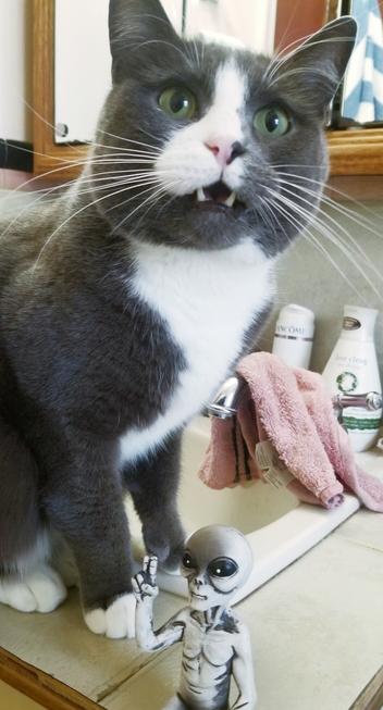 My gray tuxedo cat on bathroom sink, with mini alien figurine.