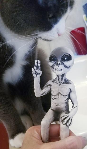 My gray tuxedo cat on bathroom sink, checking out mini alien figurine.