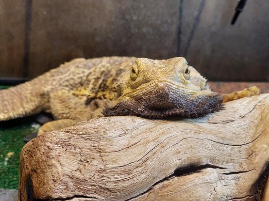 A bearded dragon resting his chin on a log, staring at the camera.