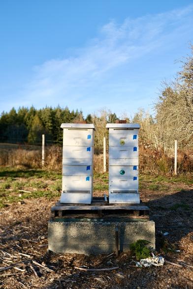 Two gorgeous, healthy hives going into winter that didn’t make it to the new year.