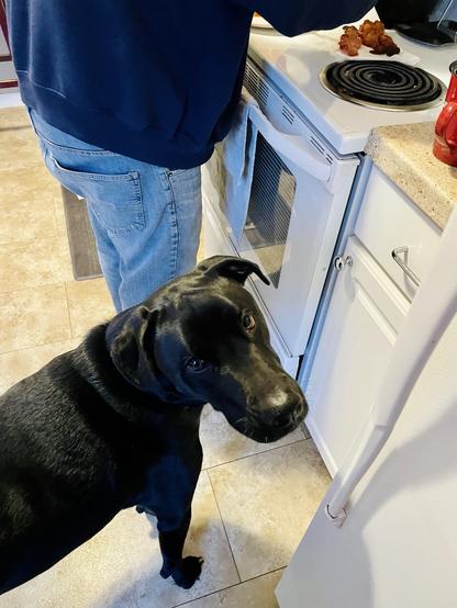 A big black shorthair dog standing by person at stove getting bacon ready. The dog is anticipating, and looking up at camera