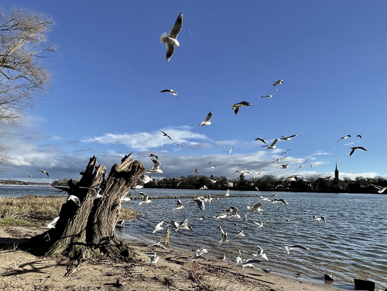 A flog of seagulls at the river Rhine
