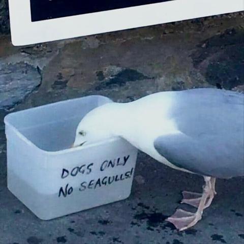 Seagull drinking from container labeled “Dogs only, no seagulls”