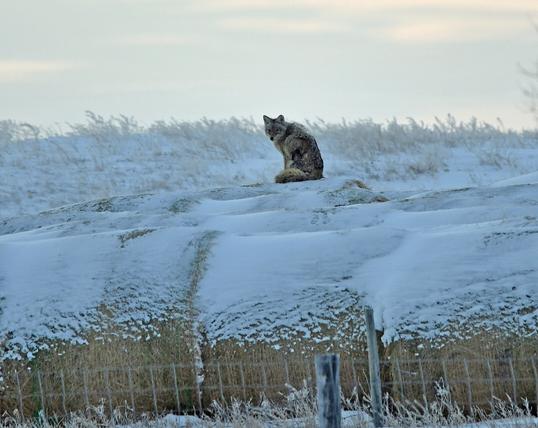 Coyote sitting on a snow covered bale looking towards the camera