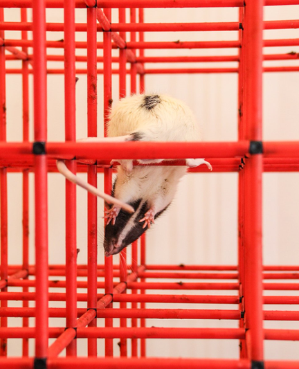 Photo of a rat preparing to go down a level in the lattice maze, his hind legs firmly anchored in the first level, his front paws ready to catch the bar in the lower level. (very impressive) photo by Roddy Grieves.