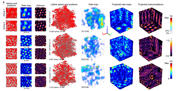 Example recorded grid cells spike plots and rate maps, of different grid scales, in the 2D arena (to detect grid cells) and in the 3D lattice. The cells have very nice and regular activity fields in the 2D arena, but they generally have randomly-distributed fields in 3D. 
Note that this shows one of the rare examples of a rather columnar 3D grid cells, showing a projected grid pattern on the x,y plane (this is an exception).