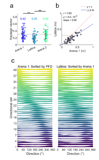 Plots showing the existence and stability of directional coding between 2D and 3D environments, of #HeadDirection cells recorded in the medial entorhinal cortex together with the grid cells.