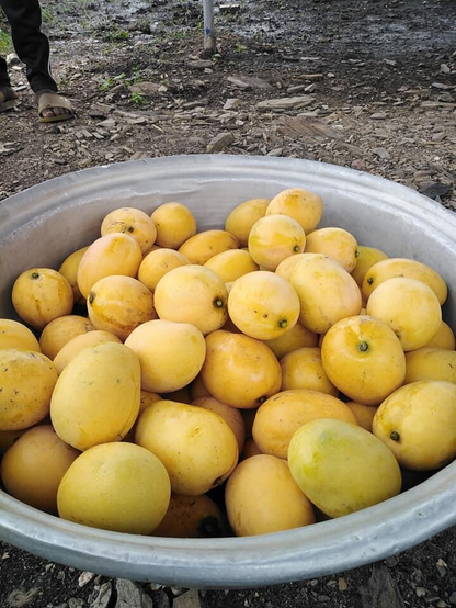 EarthCare Permaculture Foundation