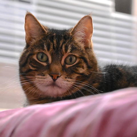 Photo of my tabby Pip by Jan Arzooman