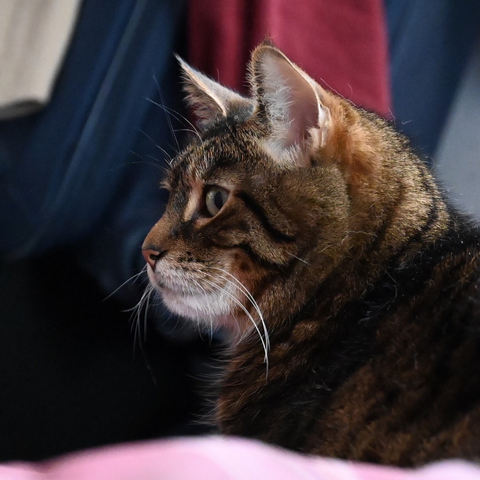 Photo of my tabby Pip by Jan Arzooman