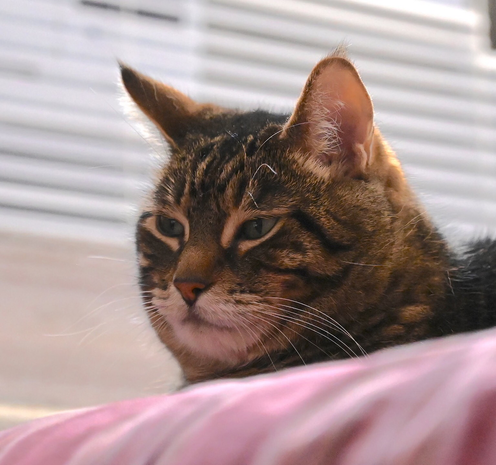 Photo of my tabby Pip by Jan Arzooman