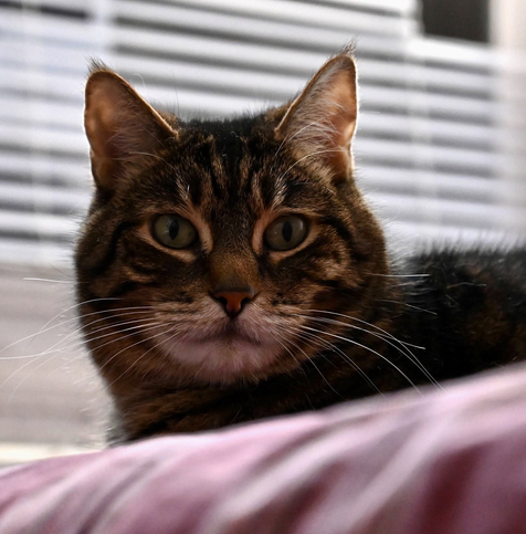 Photo of my tabby Pip by Jan Arzooman