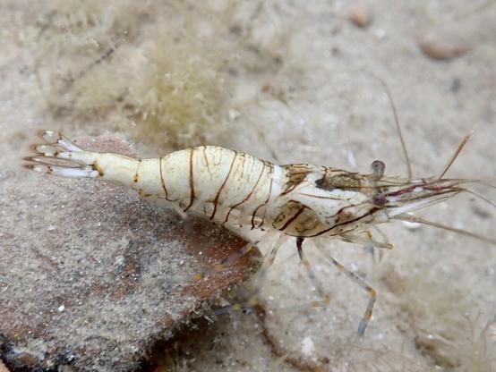 Underwater - a stripy prawn has a milky white mass inside its transparent body