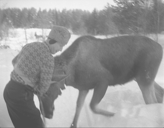 En mann som tilsynelatende klapper en elg på hodet.