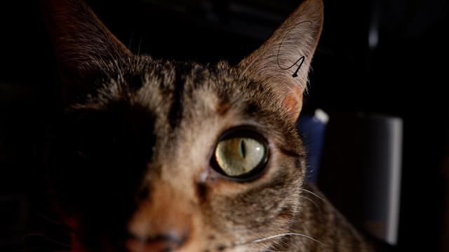 Mimi approaches us with an intense look and her poky nose.