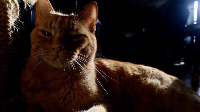 Tigger sits in the sun with his eyes semi closed. Clearly he is not interested in doing anything else.