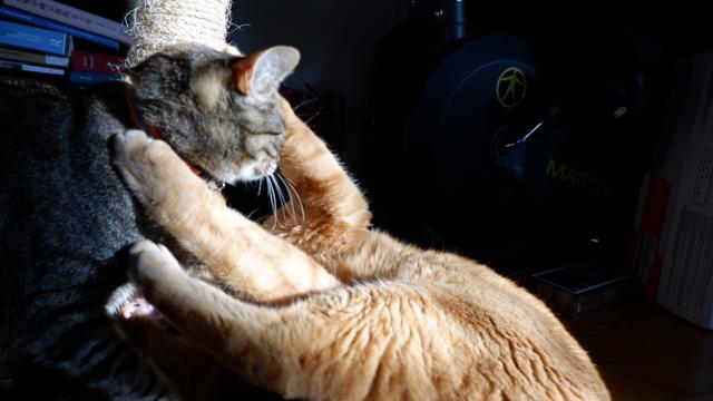 Mimi pounces on Tigger and Tigtig defends himself with his front paws