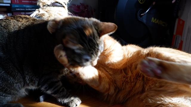 The two cats tumble on the floor.
