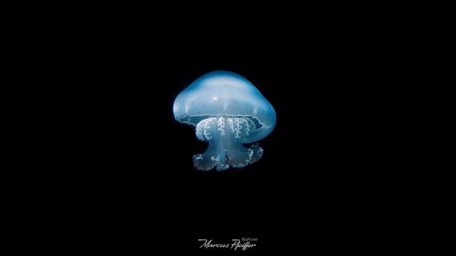 Eine Qualle schwimmt im schwarzen Wasser
