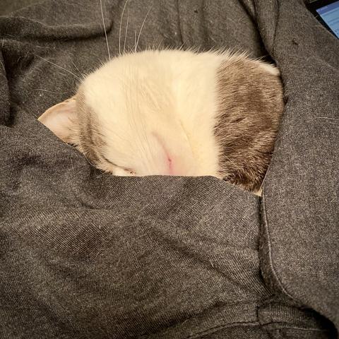 Parsley the cat happily snoring under his blanket