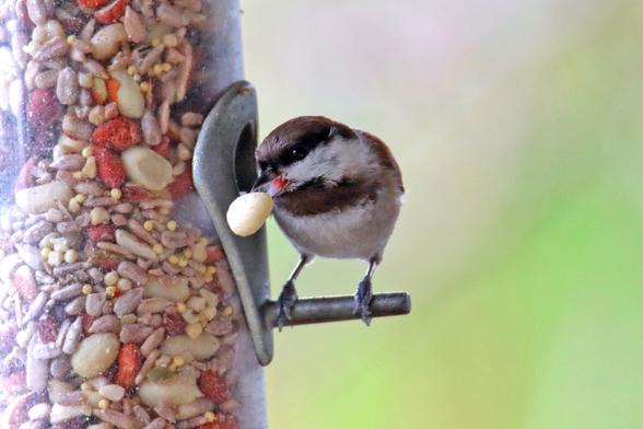 A Chestnut-Backed Chickadee perched at a bird feeder with an enormous peanut gripped in its beak.