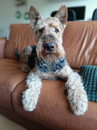 Murdock, an airedale terrier sits on a couch looking straight in the camera.