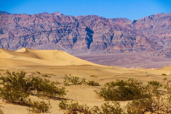 Sand dunes occupy the foreground of this photo. The dunes are dotted with scrub that is somehow able to grow in the inhospitable conditions of Death Valley. A reddish-brown mountain rises in the background, characterized by horizontal lines marking the various layers.