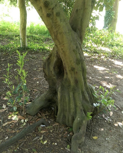 This tree was once alone, so it parted after a while; the now two tree trunks entwine, an embrace, and remain company for one another, “‘til death us do part”. There effort has provided a lovely animal shelter/home/nesting spot crevice