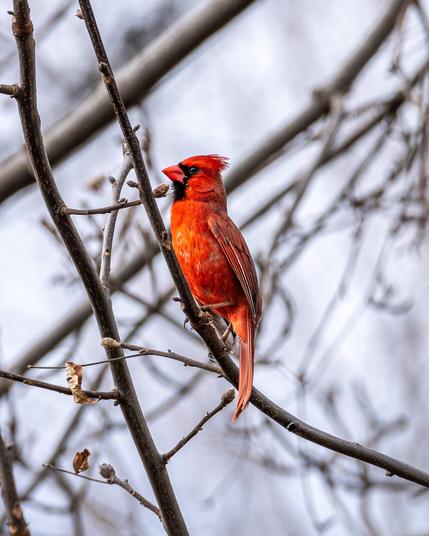 Image of a male cardinal perched on a tree branch. Male cardinals have red feathers, orange-red beaks, a black mask of feathers that extends from the eyes to above and around the beak and around the chin and neck, dark eyes, and a pointed crest on top of its head that can be raised and lowered. It is perched facing left with one eye exposed on a tree branch that extends from the bottom right frame to top left. The background consists of out of focus tree branches and grey sky indicating an overcast day.