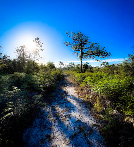 Trail through a Florida wilderness preserve. Path is sand and soil, twisted solitary pine on the right, morning sun is low, shadows are long.