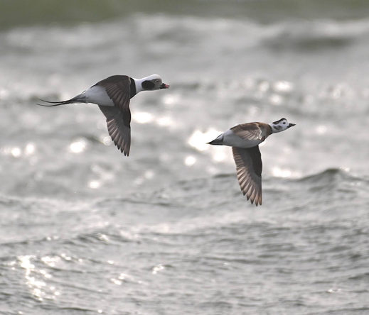 Photo of long-tailed ducks flying by Jan Arzooman