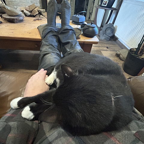 My cat is on my lap, his forepaws on my left arm, and one of his hind paws on my left thumb.
