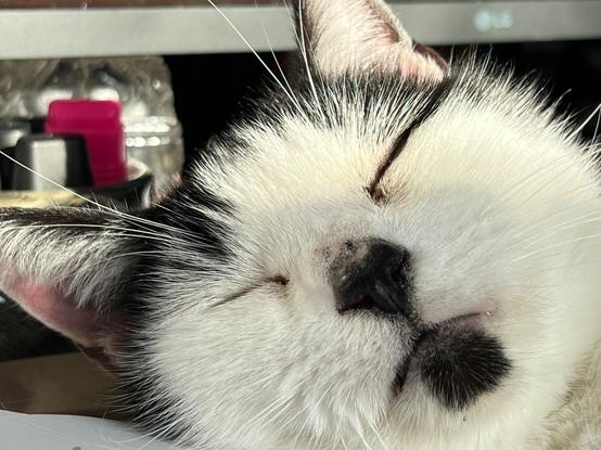 Close-up of Bulldog the cat's face as he sleeps soundly on my desk