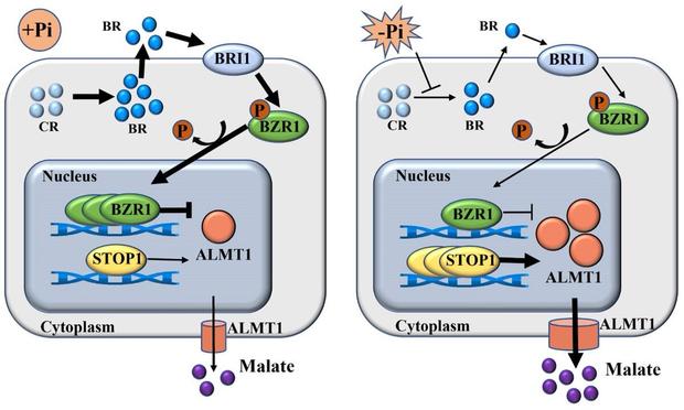 Diagrams comparing the brassinosteroid signaling pathways in +Pi and -Pi environments, illustrating that BR signaling regulates phosphate starvation-induced malate secretion in plants.