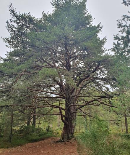 A large old Scots pine tree