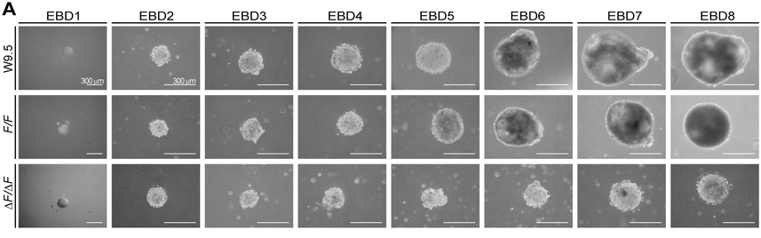 Micrographs showing that embryonic stems cells lacking PLPP3 fail to differentiate endoderm in embryoid bodies.