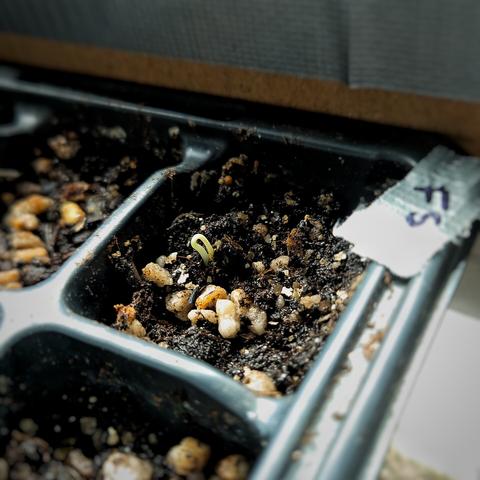 Grodd av chiliplanta i odlingstråg.