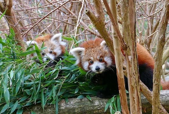 Zwei Rote-Panda-Jungtiere sitzen auf einen Baum und sehen uns mit ihren Knopfaugen vorsichtig an. Der Panda auf der linken Seite ist fast komplett mit Bambus bedeckt.