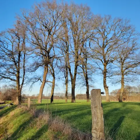 Group of trees, in a line, in the middle, foreground green grass, background blue sky