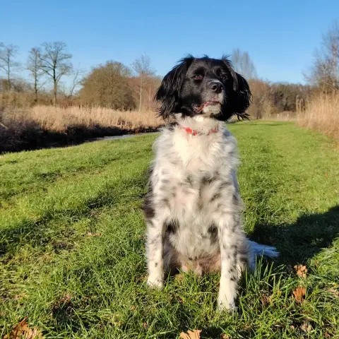 Scotty the rascal, a Stabyhoun x Münsterlander, black head, white chest. Surrounded by green grass and in the back blue sky