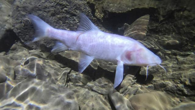 Large, pale fish Neolissochilus pnar in their habitat in Krem Um Ladaw, India